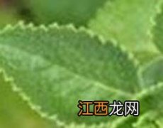 中药牛尾蕨的功效与作用 中药牛尾蕨的功效与作用图片