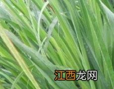 柠檬草的功效与作用 柠檬草的功效与作用点