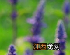 鼠尾草精油的功效与作用 鼠尾草的功效与作用