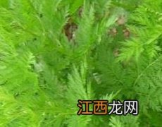 喝黄蒿水的作用和功效是什么 喝黄蒿水的作用和功效