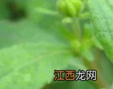 豨莶草的功效与作用 豨莶风湿胶囊的功效与作用