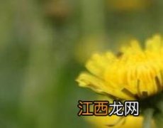 黄花郎的功效与作用及药用价值 黄花郎图片和药用价值