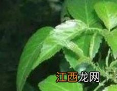 三加皮怎么吃 三加皮的食用方法