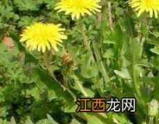 黄花郎和蒲公英的区别图片 黄花郎和蒲公英的区别