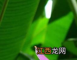 红芭蕉头的功效与作用及药用价值 红芭蕉图片的功效