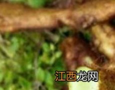 野生猴姜的功效和作用及药用价值