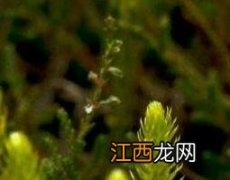 石松是什么植物蕨类 石松是什么植物