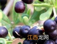 黑五味子的功效与作用及药用价值及禁忌 黑五味子的功效与作用及药用价值