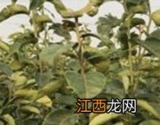 梨树叶的功效和作用及药用价值 梨树叶的功效与作用