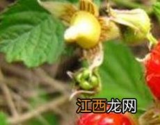 红刺根功效和作用 红泡刺根的功效与作用及药用价值