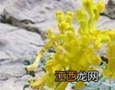 岩黄连泡水喝的功效与作用及禁忌 岩黄连泡水喝的功效与作用