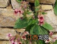 地黄花怎么吃好 地黄花怎么吃有什么功效