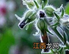 地黄花的功效与作用 地黄花的功效与作用及禁忌