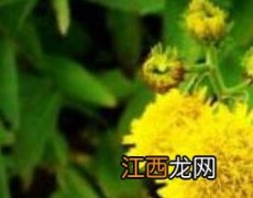 黄花蒲公英与白花蒲公英有什么区别 黄花郎和蒲公英的区别