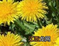 黄花郎的功效与作用禁忌 黄花郎的功效与作用