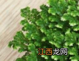 节肢蕨的功效与作用 蕨的 作用与功效