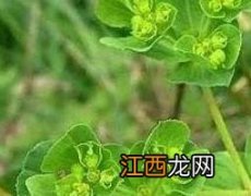 奶浆草泡水喝有什么功效 奶浆草泡水喝有什么好处