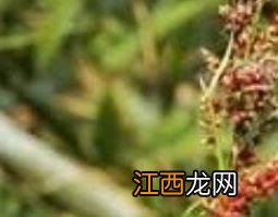 山红稗的功效与作用 红稗的功效与作用禁忌