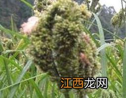 水稗草的功效与作用 水稗草的功效与作用图片