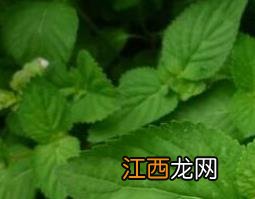 溪黄草的功效与作用的功能与主治 溪黄草的功效与作用