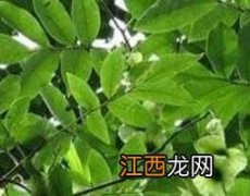 青钱柳的功效与作用 桑叶与青钱柳的功效与作用