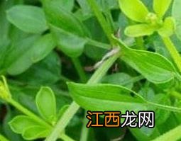 茜草与茜草根的区别 茜草与茜草根有什么区别