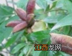 牡丹果能吃吗 牡丹果的功效与禁忌