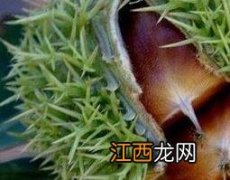 栗壳的功效与作用和止咳禁忌 栗壳的功效与作用