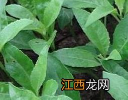 四方草的功效和作用 四方草的功效和作用及禁忌