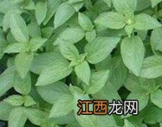 香荆芥的功效与作用禁忌 香荆芥的功效与作用