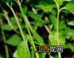 茴芹果的功效与作用有哪些 茴芹果的功效与作用有哪些图片