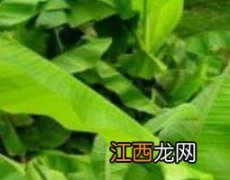 芭蕉油怎么洗 芭蕉油怎么洗才能洗掉