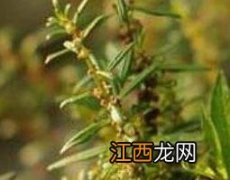 西风子是什么 西风子的作用与用途