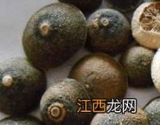 积壳什么功效 积壳的作用与功效