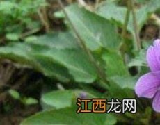 紫花地丁的功效与作用的功能与主治 紫花地丁的功效与作用