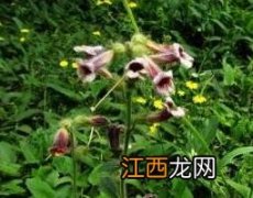 生地黄怎么泡水喝 生地黄怎么泡水喝好