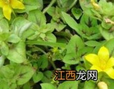 过路黄可以直接泡水喝吗 过路黄泡开水喝的功效与作用