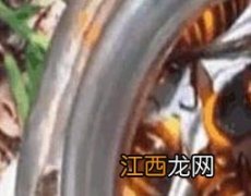 黄蜂泡酒怎么泡(简单 黄蜂泡酒怎么泡