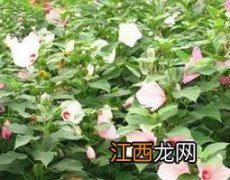 草芙蓉的作用与功效 芙蓉草的功效和作用