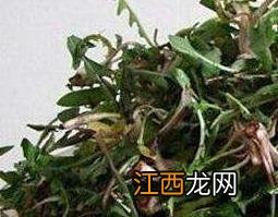 蒲公英泡水用什么样的蒲公英 新鲜蒲公英要怎样泡水