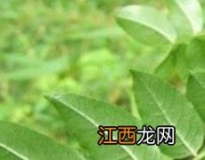 野花椒叶子的功效与作用 野花椒叶的功效与作用