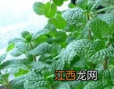 薄荷叶怎么吃 薄荷叶怎么吃法