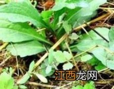 小米杆草的功效与作用 小米草 功效