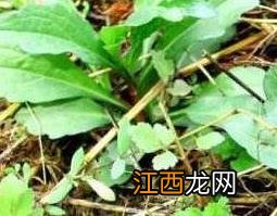 小米杆草的功效与作用 小米草 功效