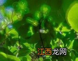 米翠草的功效与作用 米粒草的功效