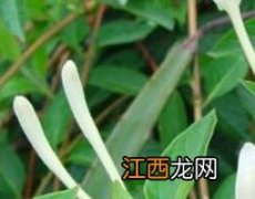 满树星的功效与作用图片 满树星的功效与作用