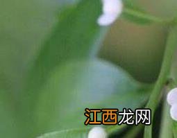 称星树根的禁忌 称星树根图片