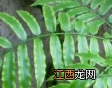 石岩姜的功效与作用禁忌 石岩姜的功效与作用