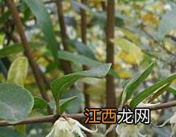 山腊梅叶的功效与作用治退烧吗 山腊梅叶的功效与作用