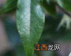 山腊梅叶的功效与作用 山腊梅的功效与作用